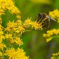 #Pszczoła #ŻółteKwiaty #makro #lato