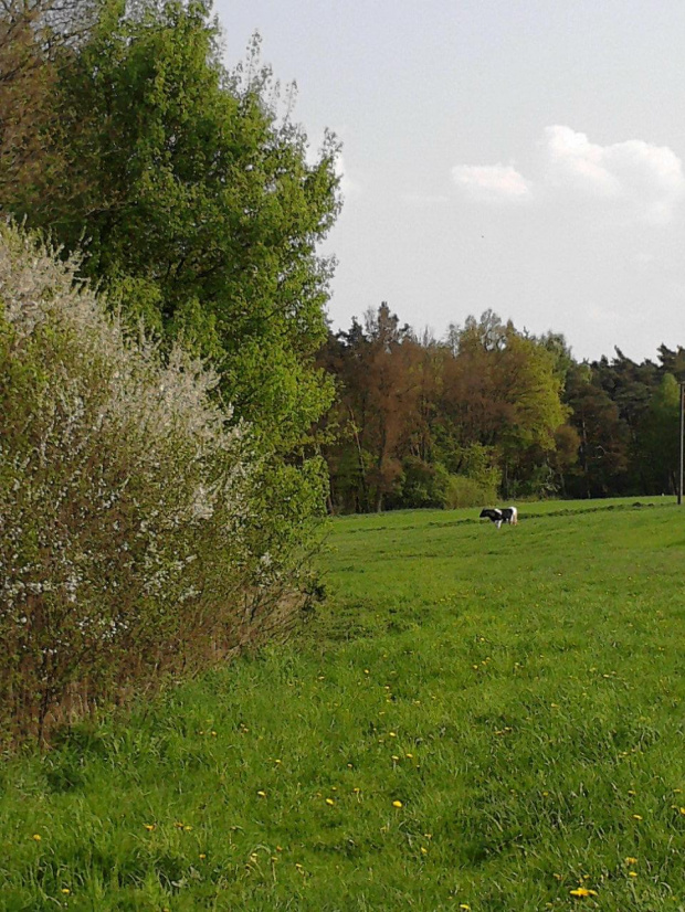 #Złotkowo #pola #łąka #krowa #wiosna