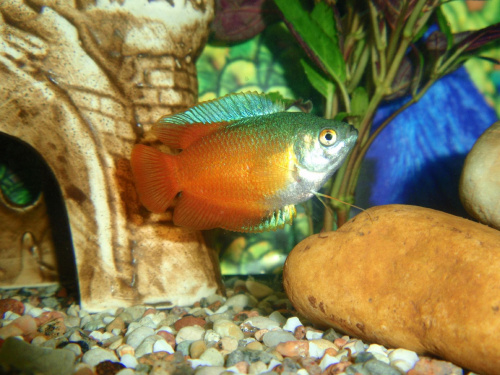 W moim akwarium są same piękne ryby. Tutaj widać prętnika karłowatego. Śliczna i mądra rybka.