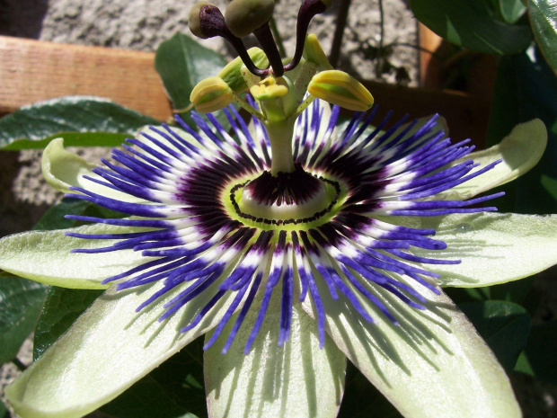 passiflora caerulea