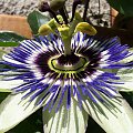 passiflora caerulea