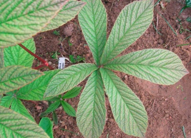 Rodgersia pinnata Fireworks (Rodgersja pierzasta) Fireworks