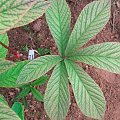 Rodgersia pinnata Fireworks (Rodgersja pierzasta) Fireworks