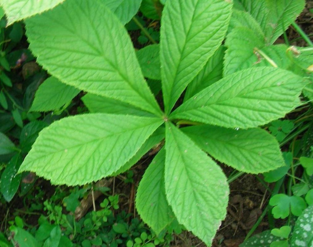 Rodgersia pinata Superba
Rodgersja pierzasta Superba