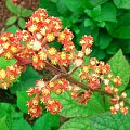 Rodgersia pinnata Hercules (Rodgersja pierzasta) Herkules