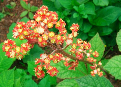 Rodgersia pinnata Hercules (Rodgersja pierzasta) Herkules