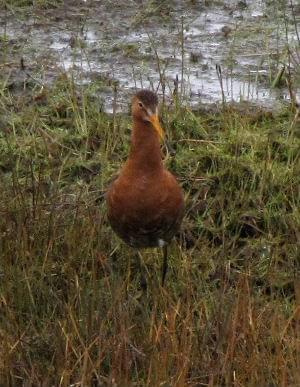 Rycyk (szlamik rycyk) (Limosa limosa) #ptaki #rycyk #natura #przyroda