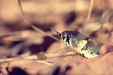 ssss.... #zaskroniec #gad #wąż #zwierzęta