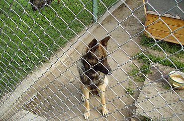 wyrośnięta Melcia. Ma dopiero rok. #melka #melcia #pies #dog #piesek #owczarek #niemiecki #OwczarekIemecki #rok #suka #suczka #doggie #psiur #wilk #BarwaWilczasta