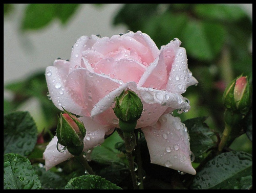 ...deszczowe łzy spływają po kwiatach, ciągle pada;(