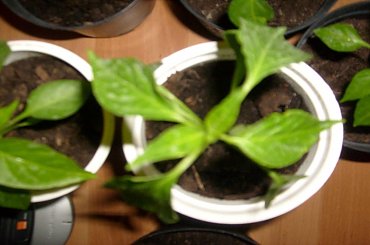 #papryczki #hodowla #chili #serrano #cayenne #habanero