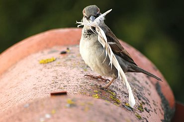 na gniazdko się nada... #fauna #przyroda #ptak #wróbel #zwierzęta