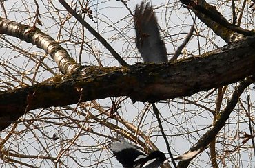 Sroka #sroka #ptak #drzewo