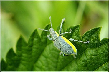 kolorowy ;D;D #makro #chrząszcz #owad