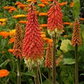 mix kwiatowy #kwiaty #kolor #ogród #lato #natura
