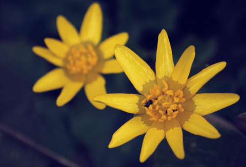 w leśnej ciszy #flora #kwiat #makro #wiosna #złocień