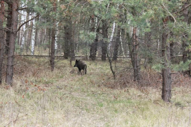 spotkalismy ta rodzinke na drodze wJastarni