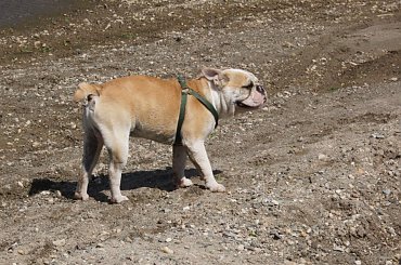 prezes #prezes #buldog