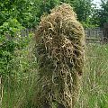 ghillie