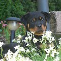 ricca #rottweiler