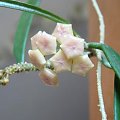 Hoya sheperdii