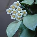 Hoya lacunosa Snow Caps