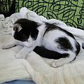 Koty do adopcji #adopcja #adopcje #Gliwice #kocięta #kot #kotki #koty #pomoc #przygarnę #schronisko #zaadoptuję #zwierzęta