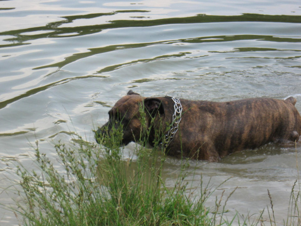 #Amstaff #pies