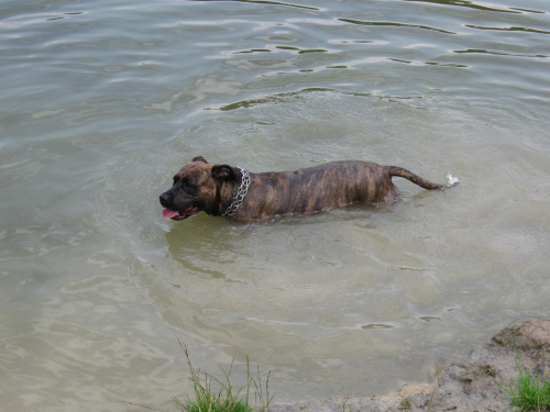 #Amstaff #pies