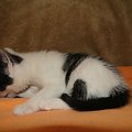 Koty do adopcji #koty #kot #adopcje #adoptuję #przygarnę #Gliwice #schronisko #zaadoptuję #szukam