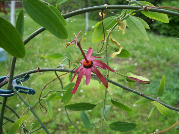 passiflora cuprea