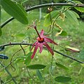 passiflora cuprea