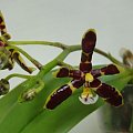 Phalaenopsis mannii 'black'