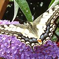 #BuddleiaDavidii #buddleja #BudlejaDavida #ButterflyBush #omżyn #budleje #PaźKrólowej #motyl #motyle #PapilioMachaon