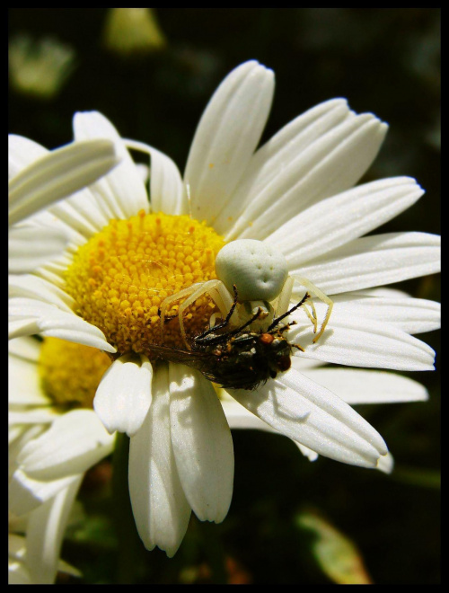 #makro #mucha #kwiat #pająk #owad #owady #lato