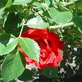 #piękno #przyroda #natura #kwiat #róża