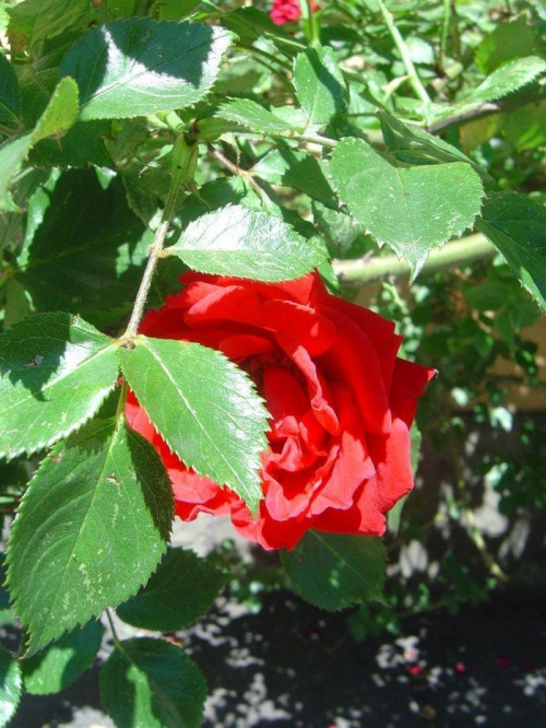 #piękno #przyroda #natura #kwiat #róża