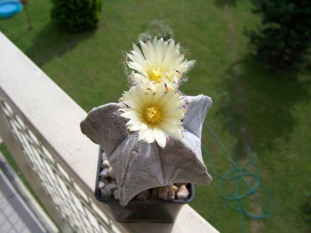 Astrophytum myriostigma