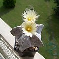 Astrophytum myriostigma