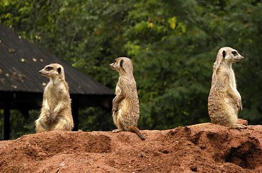 grunt to współpraca #zoo #zwierzęta