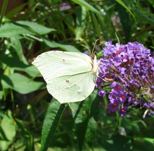 #motyl #motyle #butterfly #butterflies #buddleia #budleja #bush #listkowiec #LatolistekCytrynek #GonepteryxRhamni