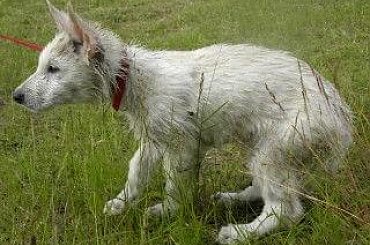 #BiałyOwczarekSzwajcarski #owczarek #owczarki #BiałeOwczarki #BiałyOwczarek #szczenięta #szczeniaczki