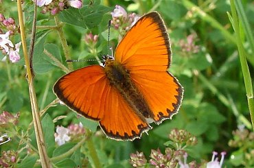 #motyl #motyle #CzerwończykDukacik #LycaenaVirgaureae