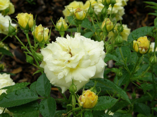 Róża "Jan Spek"