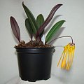 Bulbophyllum forrestii