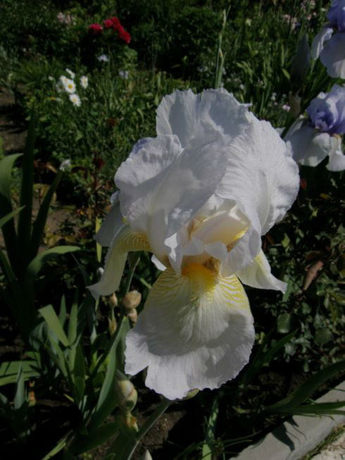 #iris