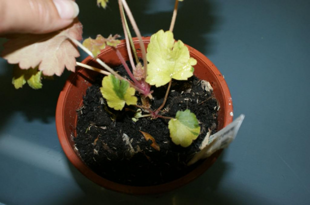 heuherella g.s.baby
