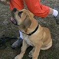 boerboel Gdańsk Charon Ballotada #boerboel