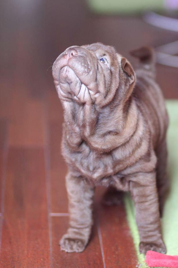 shar pei 9 tygodniowy #SharPei