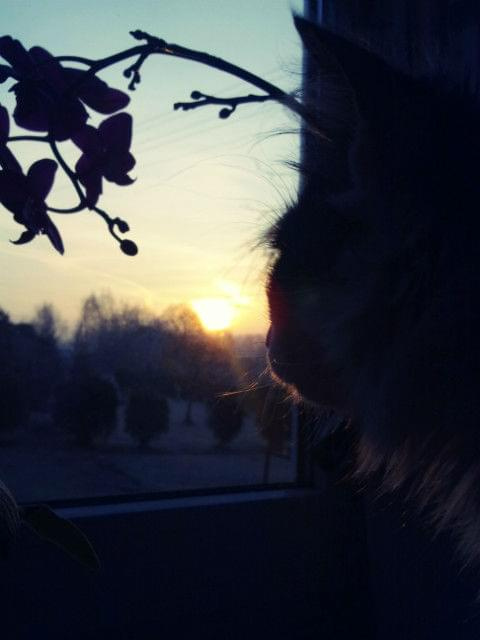 Wschód słońca i kot #WschódSłońcaIKot